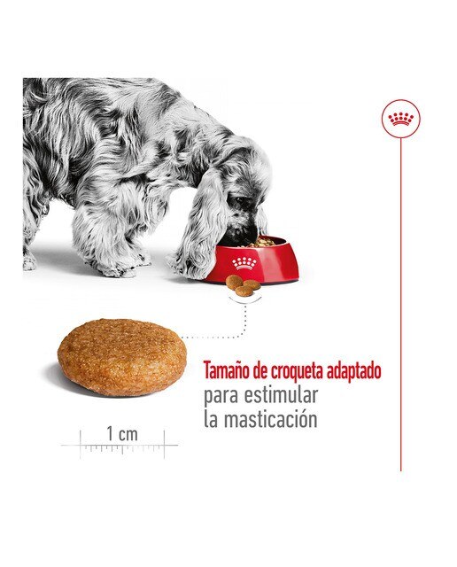 Pienso para perros adultos razas medianas Royal Canin 6