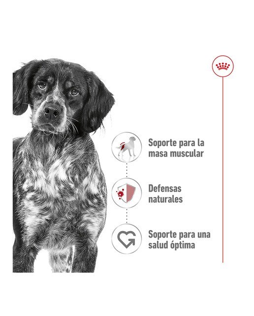 Pienso para perros adultos razas medianas Royal Canin 8