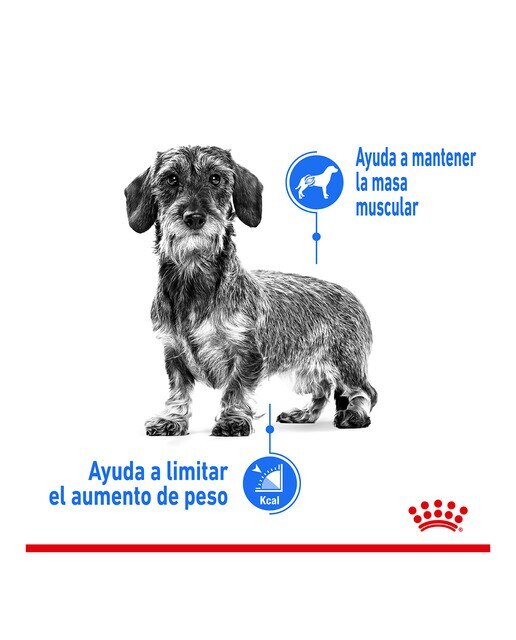 Imagen 3 de Pienso para perros adultos Royal Canin X-Small Light Weight Care 1,5 kg