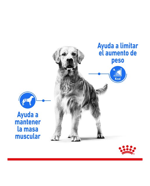 Imagen 3 de Pienso para perros adultos razas medianas Royal Canin Medium Light Weight Care