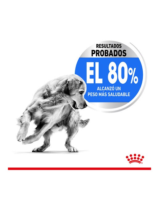 Imagen 4 de Pienso para perros adultos razas medianas Royal Canin Medium Light Weight Care