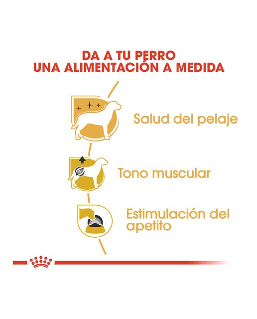 Comida húmeda para perros adultos Royal Canin Caniche paté 85 g 4