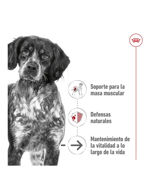 Comida húmeda para perros sénior medianos Royal Canin en salsa 10 x 140 g 7