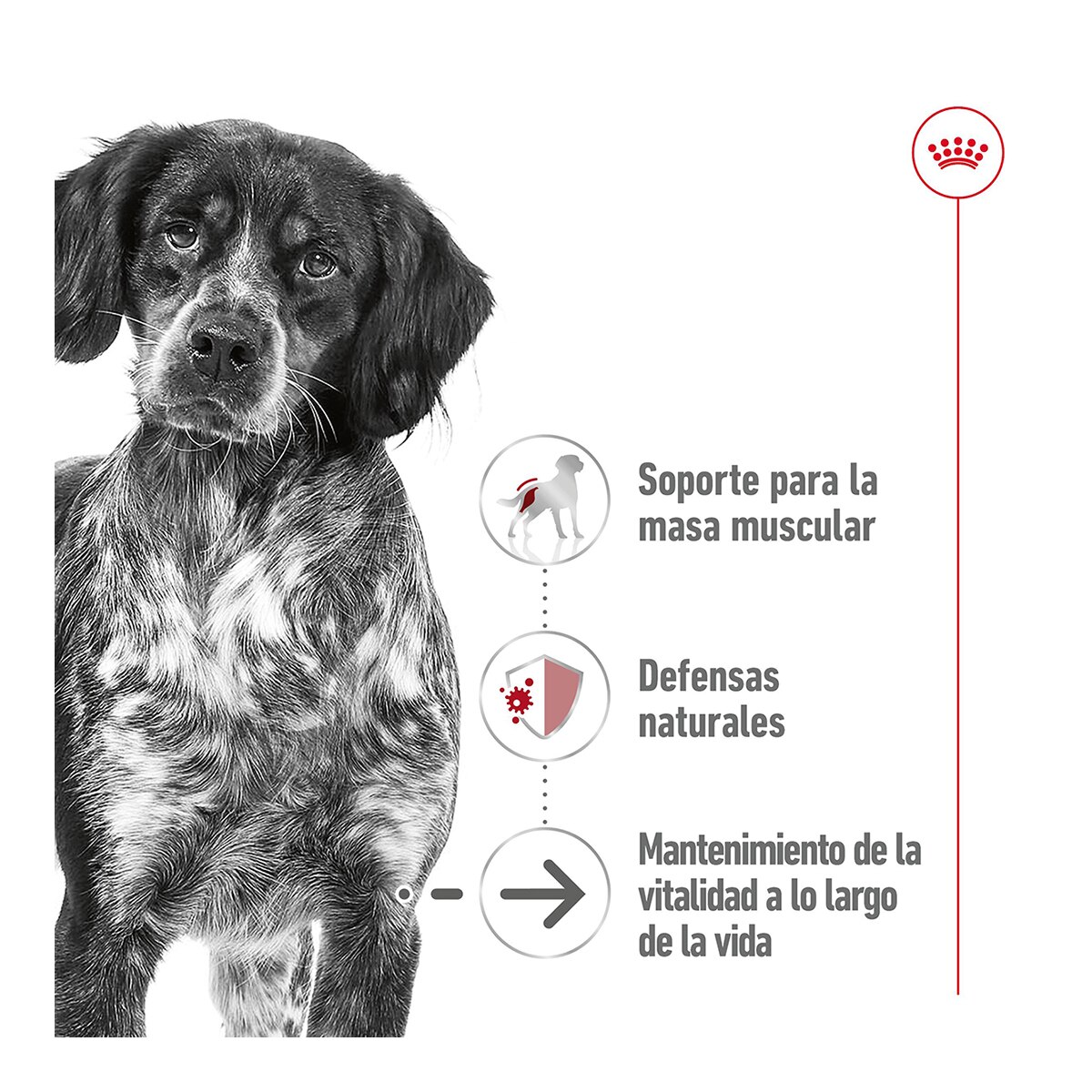 Comida húmeda para perros adultos medianos Royal Canin paté 410 g 4