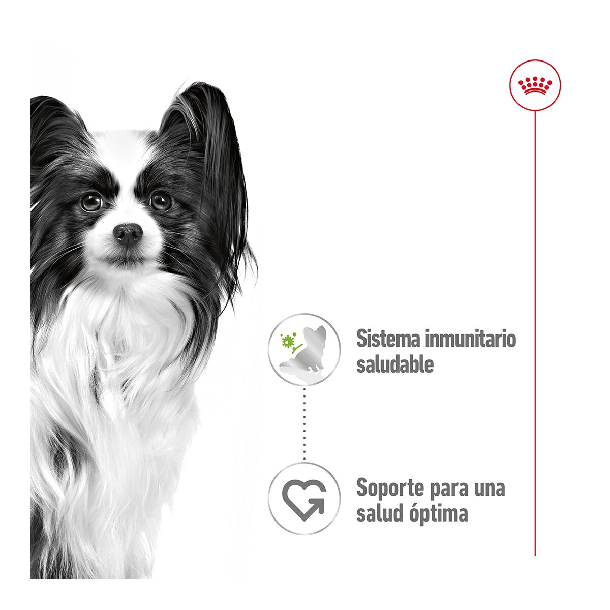 Comida húmeda para perros adultos minis Royal Canin en salsa 85 g 4