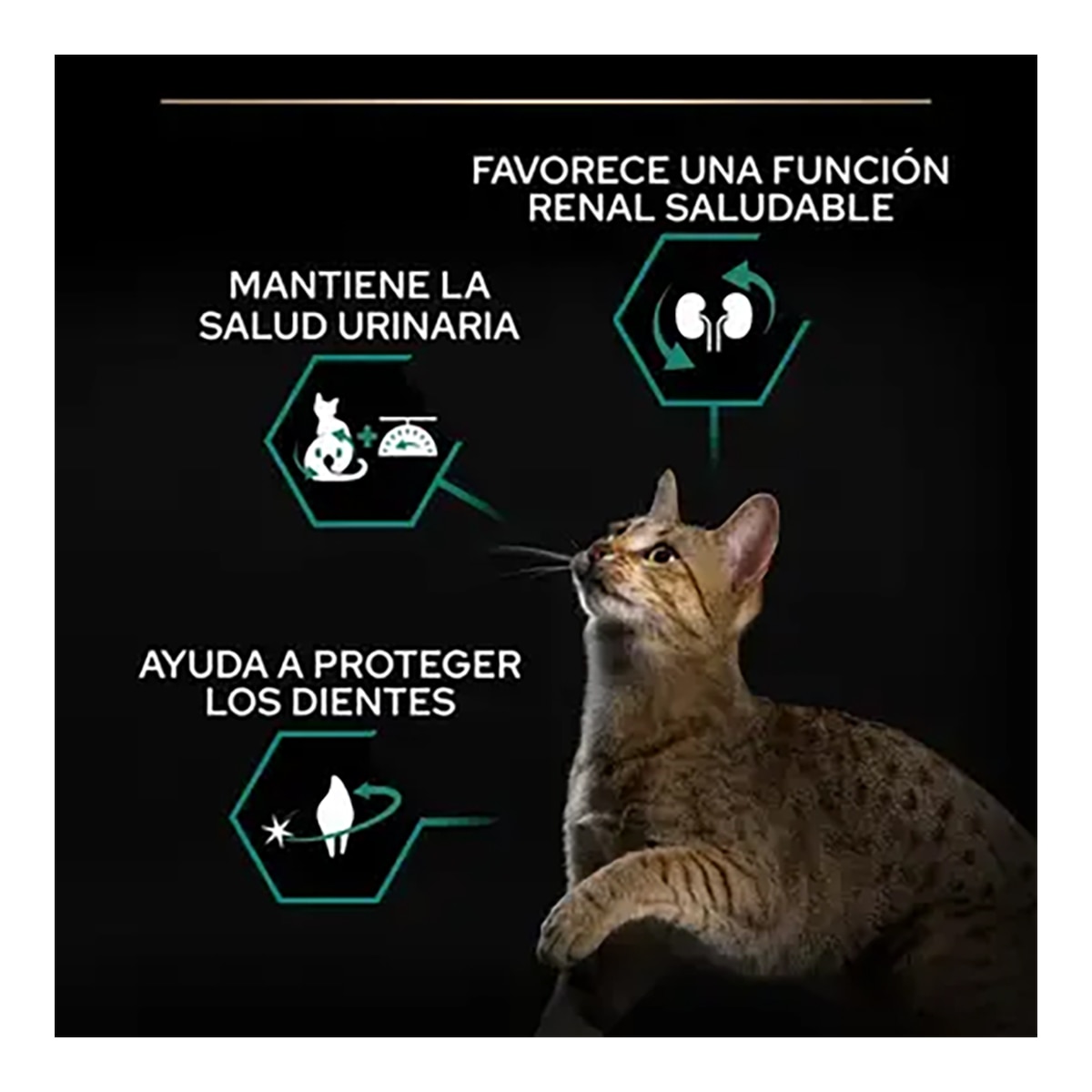 Pienso para gatos adultos esterilizados Purina Pro Renal Plus salmón 4