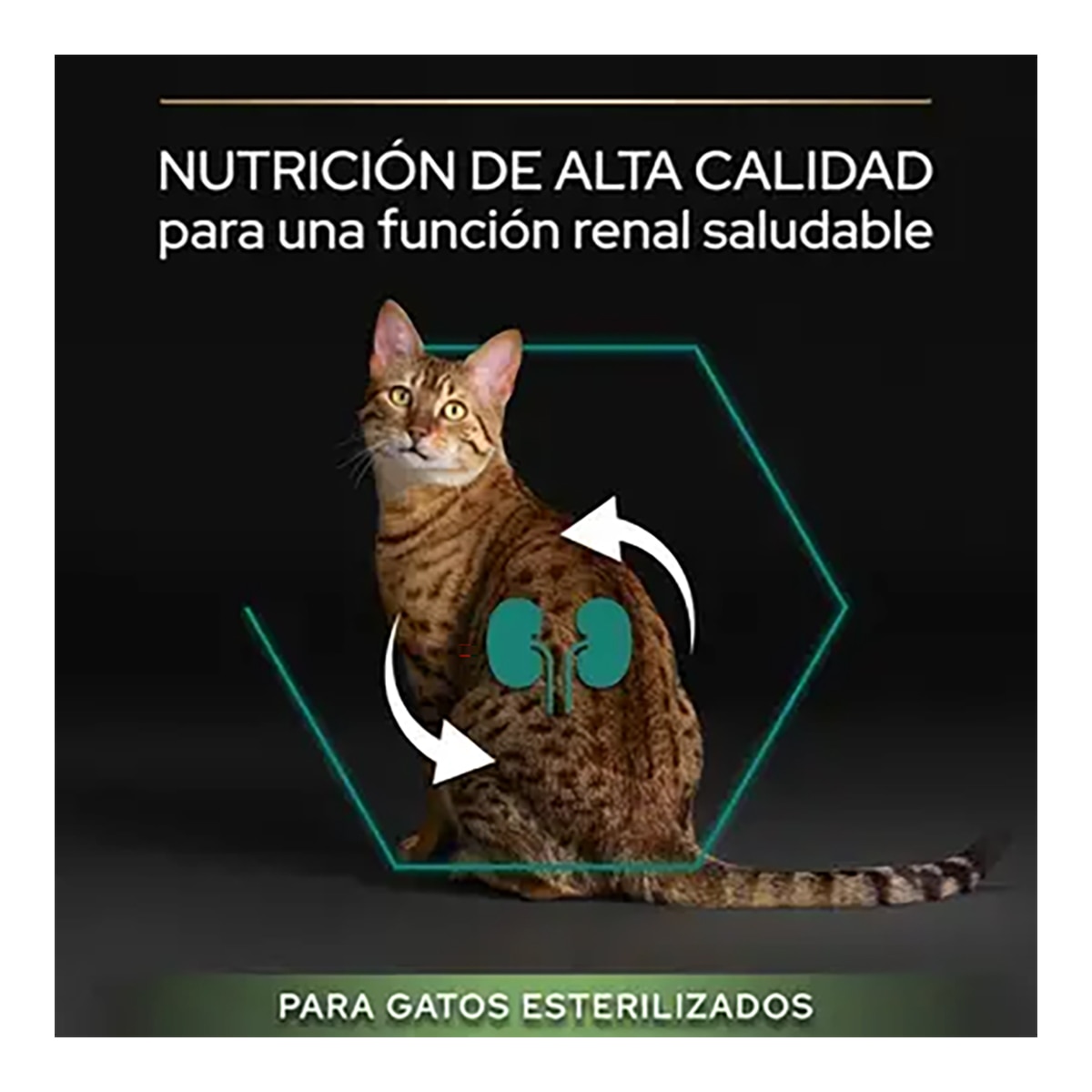 Pienso para gatos adultos esterilizados Purina Pro Renal Plus salmón 6