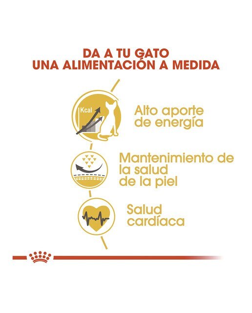 Pienso para gatos adultos Royal Canin Esfinge 10 kg 4