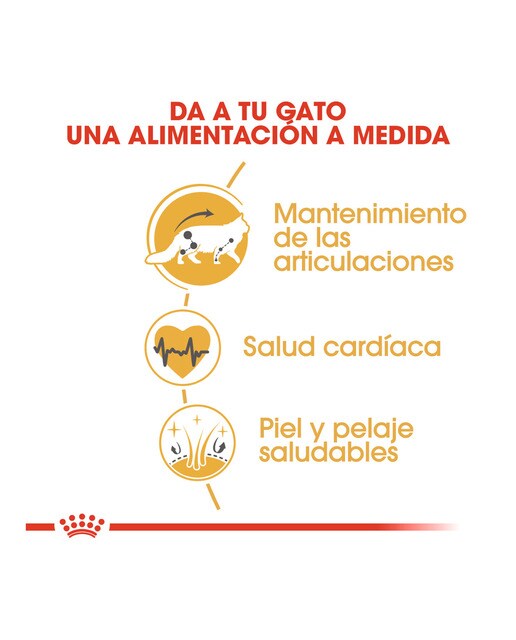 Pienso para gatos adultos Royal Canin Maine Coon 10 kg 3