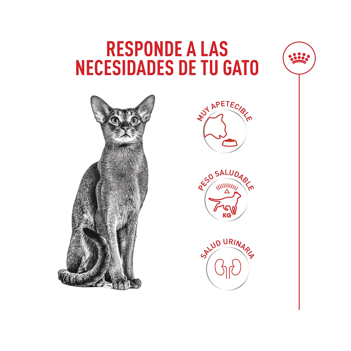 Pienso para gatos adultos Royal Canin Fussy Exigent 5