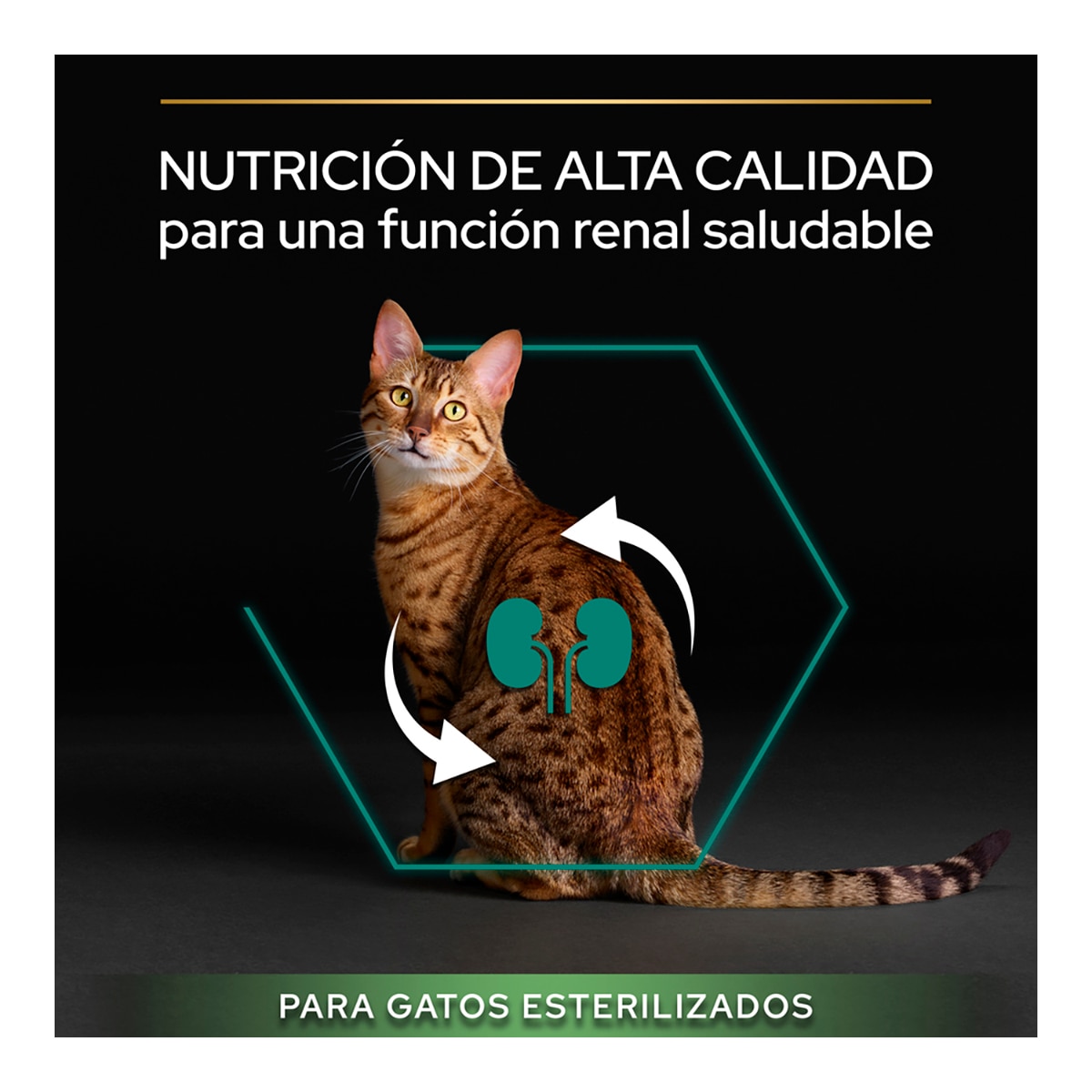 Pienso para gatos esterilizados Purina Pro Plan Renal Plus pavo 6