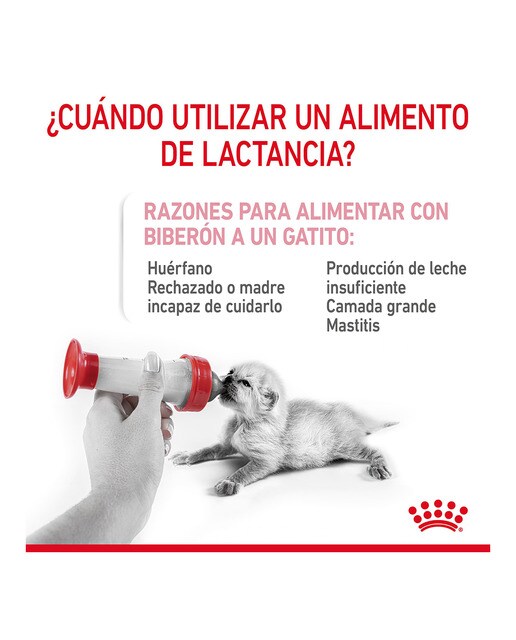 Leche para gatitos Royal Canin Babycat milk 300 g 8