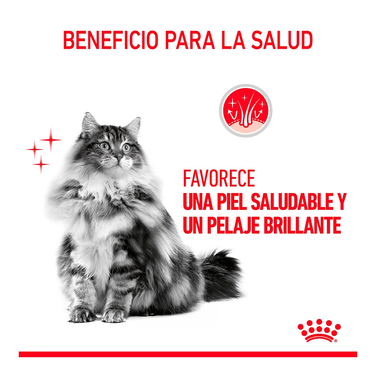 Comida húmeda para gatos adultos Royal Canin Hair & Skin en salsa 85g 3