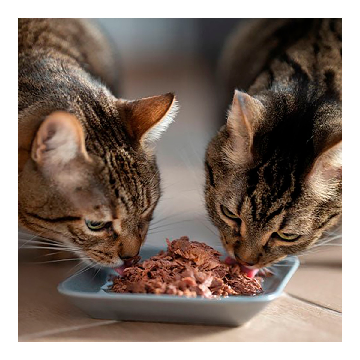 Comida húmeda para gatos adultos Retorn atún con mejillones 120 g 4