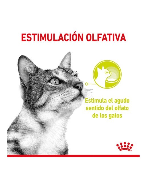 Comida húmeda para gatos adultos Royal Canin Sensory Smell 12 x 85 g 2