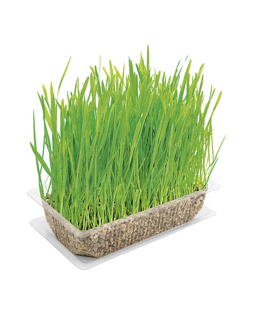 Hierba para gatos Vitakraft Cat Grass 120 g 6