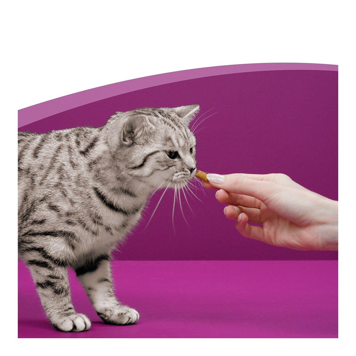 Imagen 5 de Snack para gatos Whiskas Dentabites Salud Oral 40 g