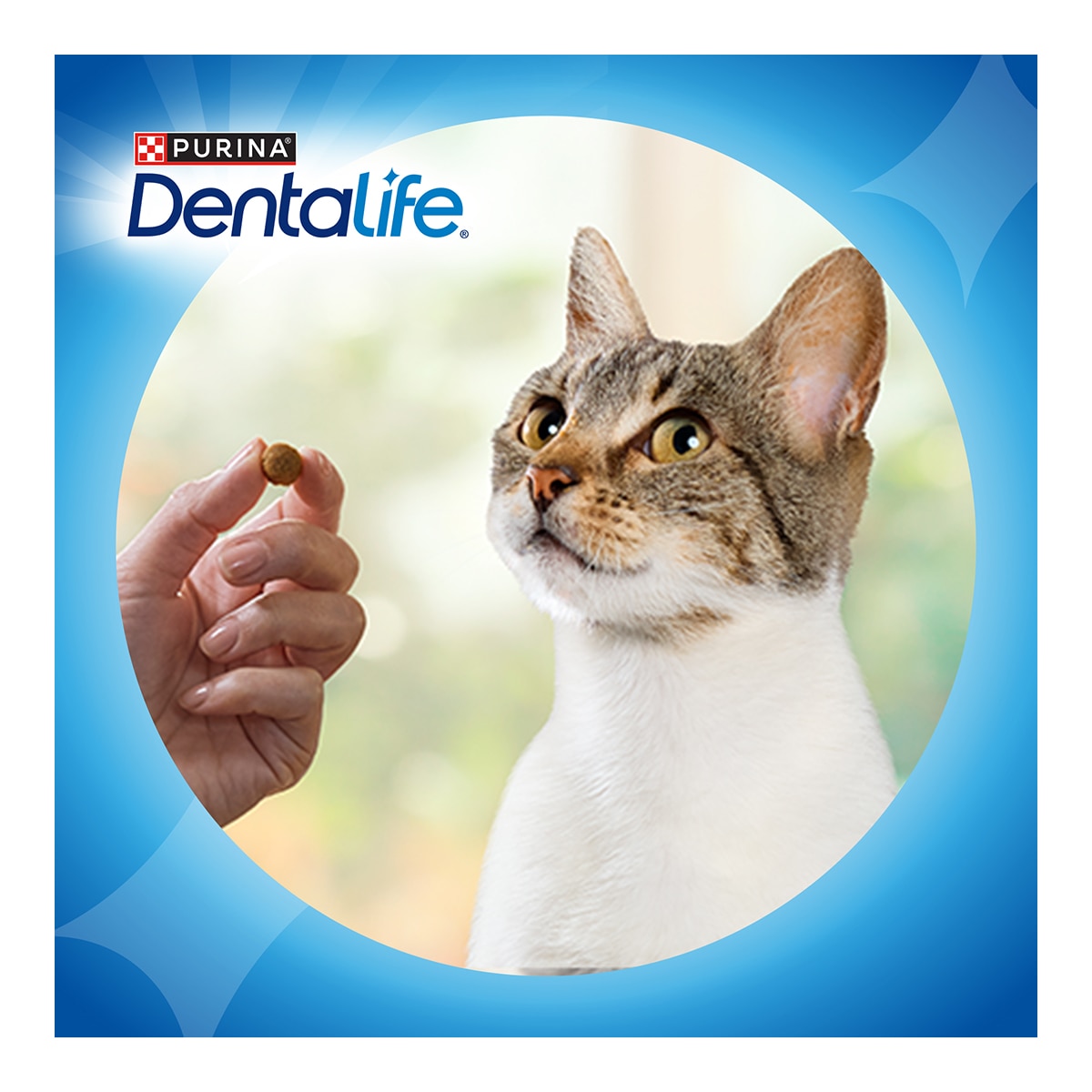 Snack para gatos adultos Purina Dentalife pollo 40 g 4