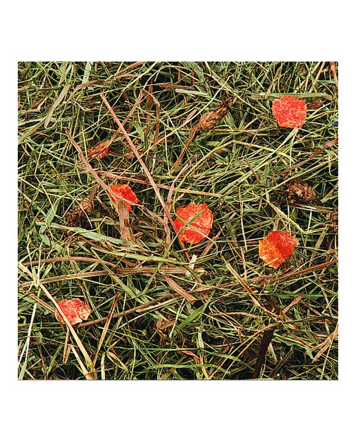 Heno de montaña con zanahoria para conejos y roedores Flamingo 500 g 2