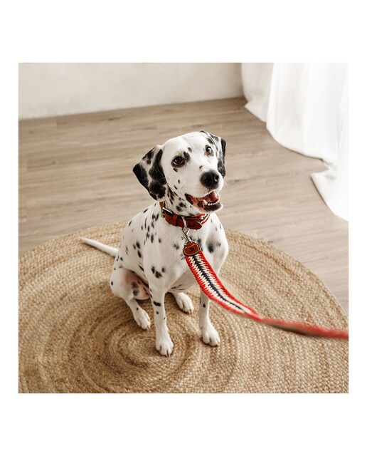 Imagen 3 de Correa Buddys para perros Peruvian Flecha Rojo