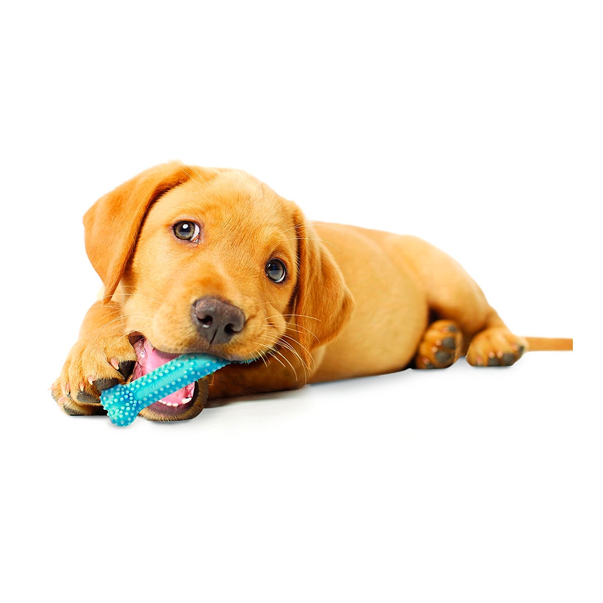 Mordedor para perros cachorros blue dental chew Nylabone 3