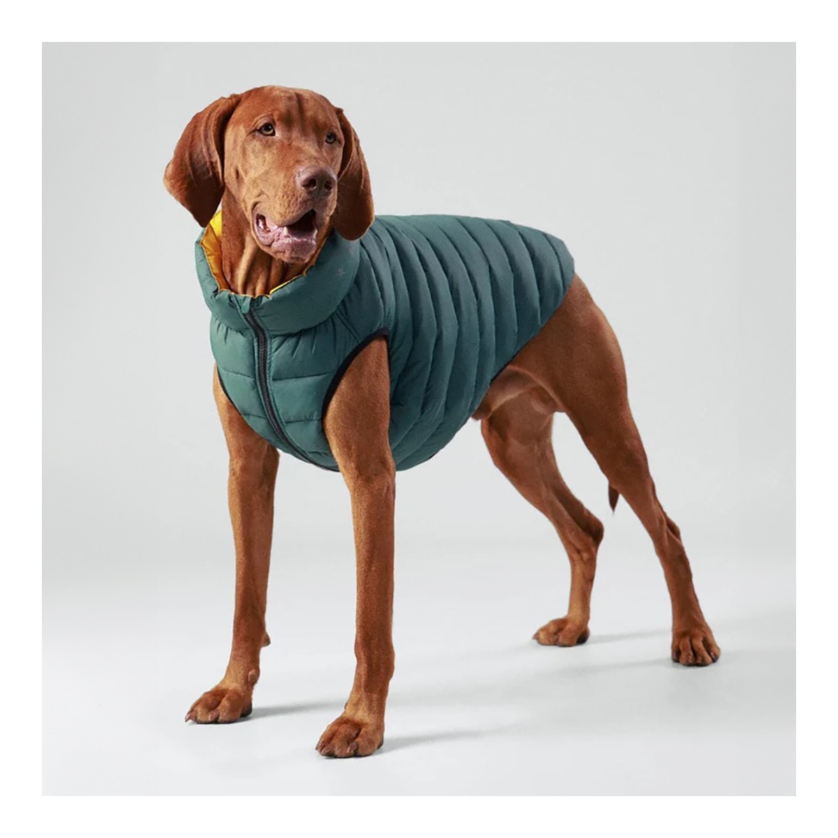 Abrigo acolchado Hackett reversible para perros Verde / Amarillo-3
