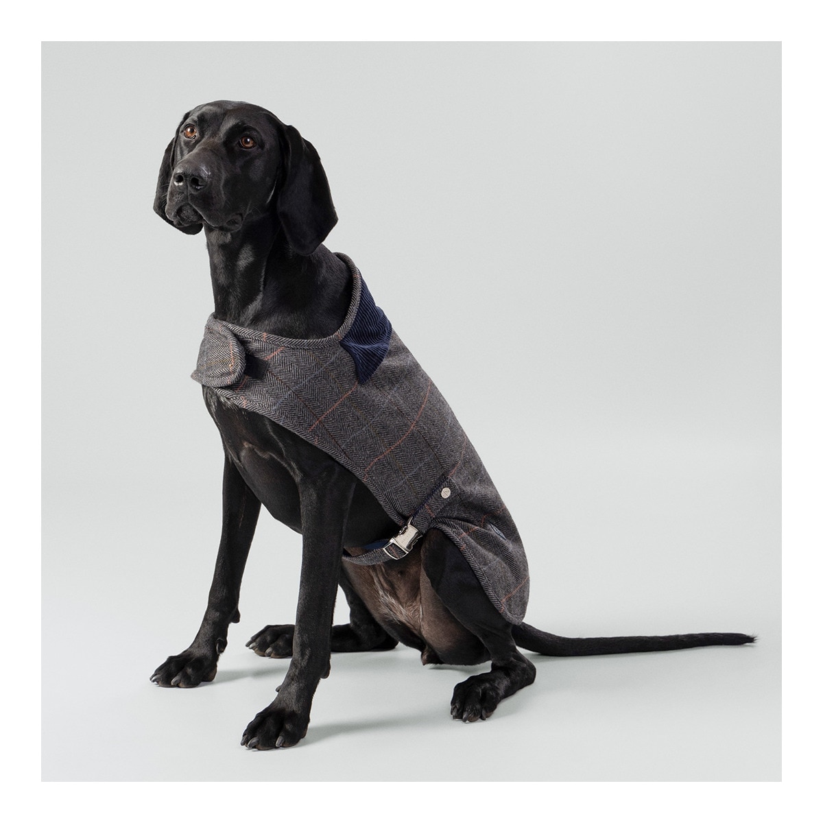 Chaqueta tweed Hackett para perros Gris-3