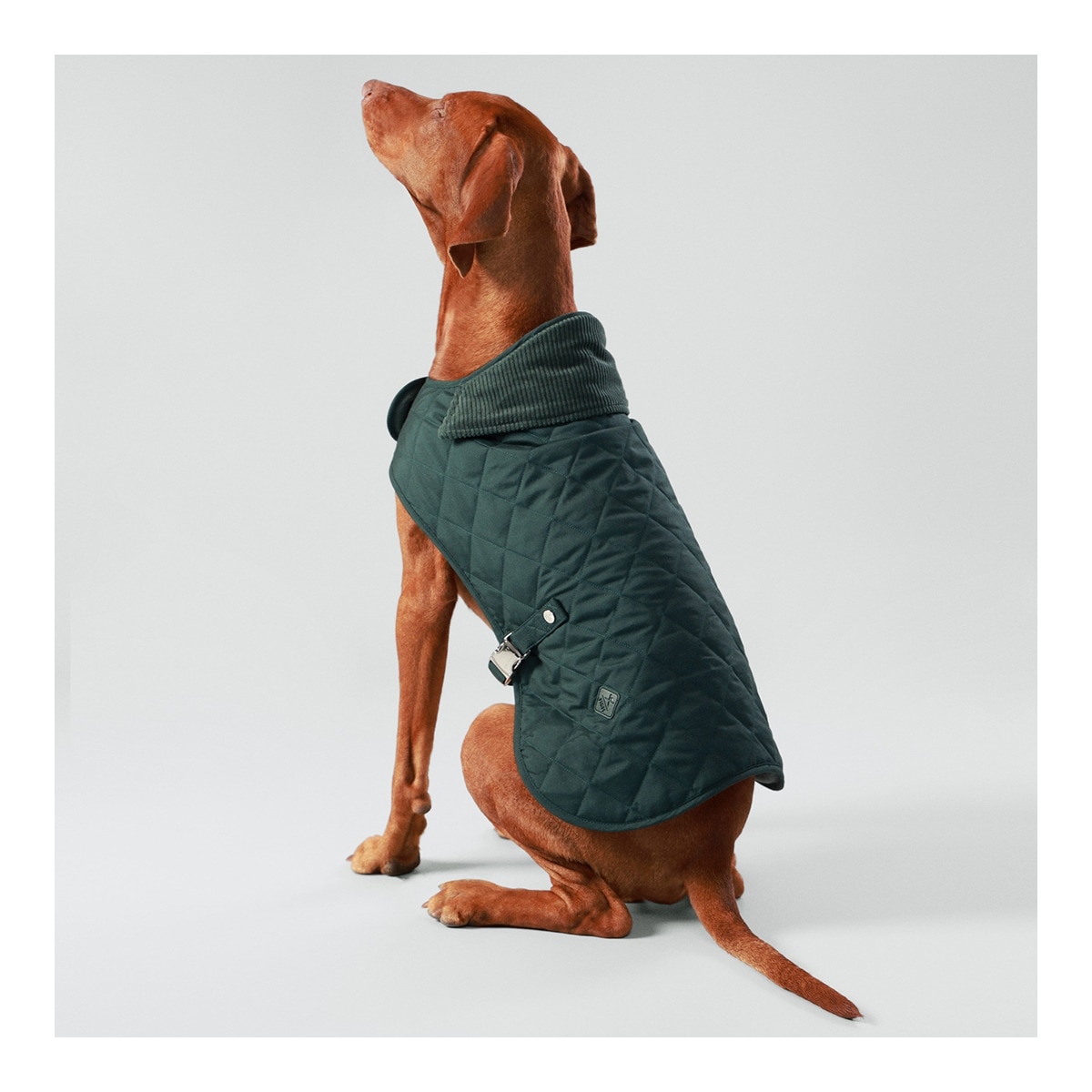 Chaqueta acolchada Hackett para perros Verde-3