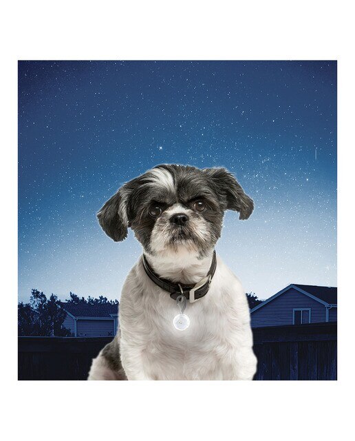 Led Nite Ize para collar de perro Blanco-4