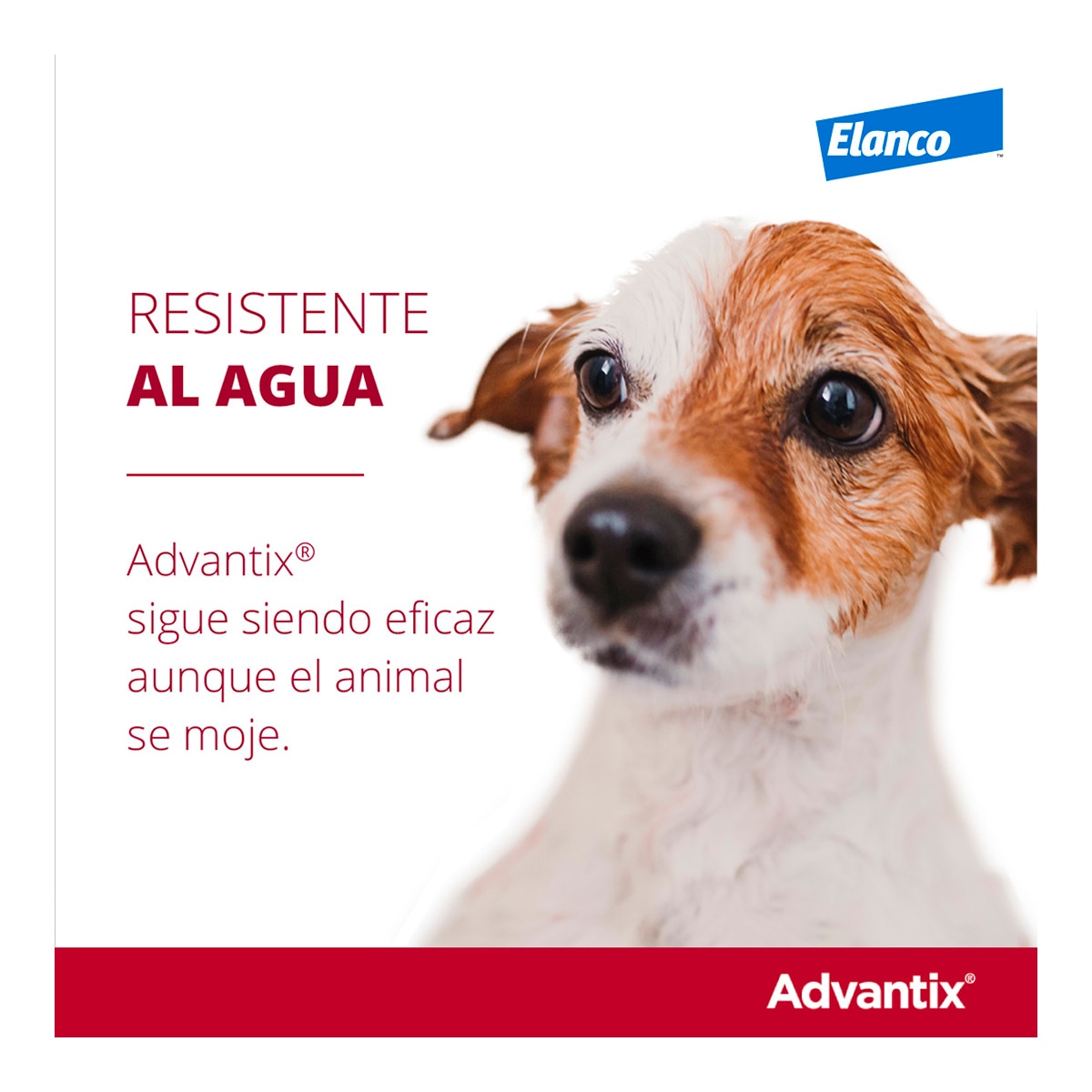 Advantix 400 mg + 2000 mg solución spot-on para perros (> 25 kg <40 kg) 9