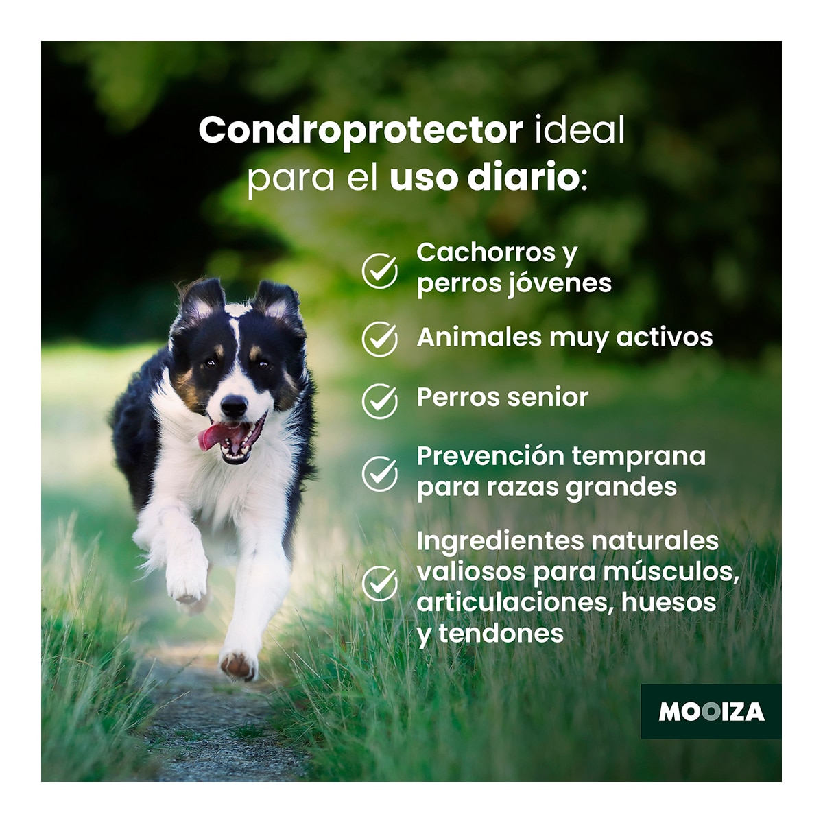 Snack natural para perros Flex Mooiza condroprotecto cordero, patata y boniato 300 g 3