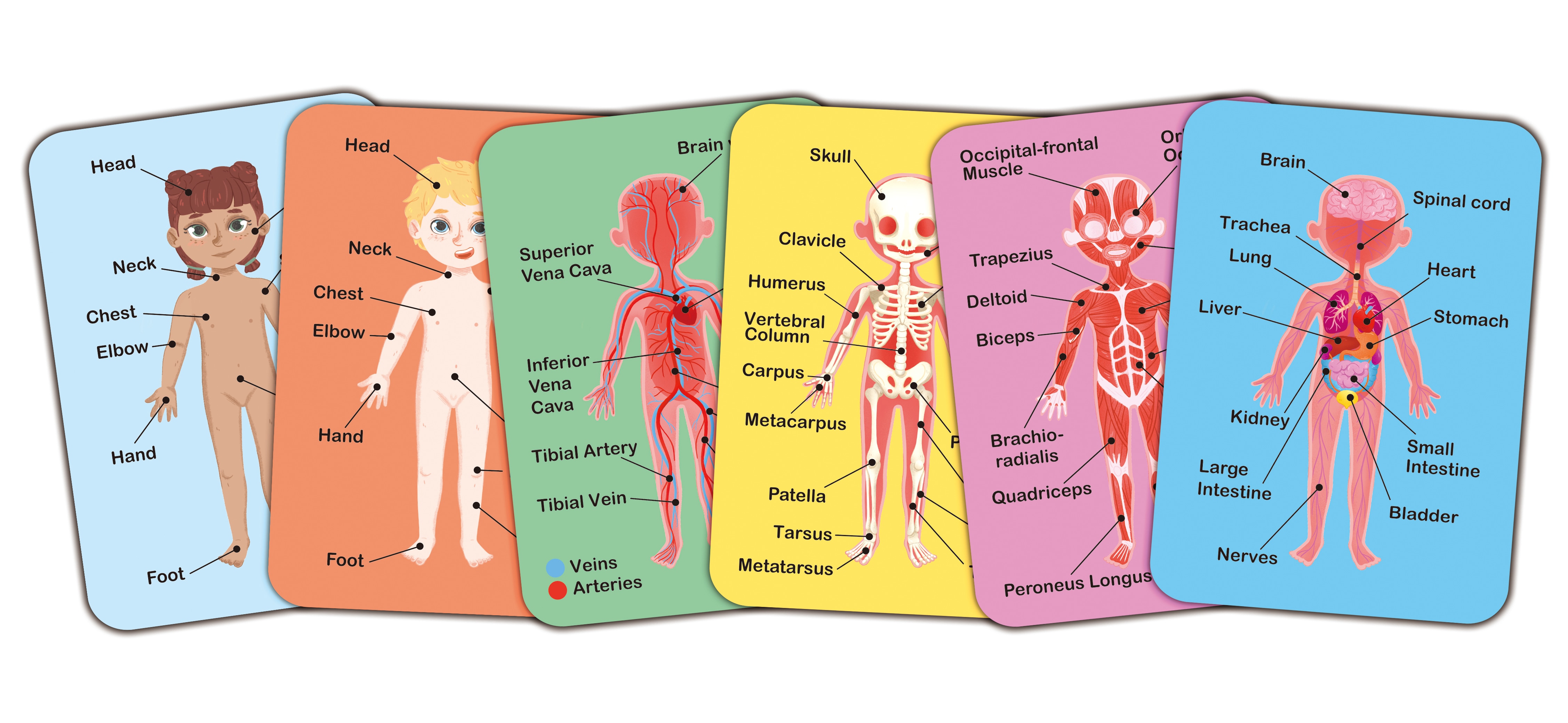 Juego de Rompecabezas magnético del cuerpo humano Hape 8