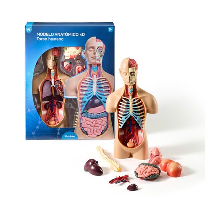 Torso humano Aula de Anatomía 4D El Corte Inglés · El Corte Inglés · El ...