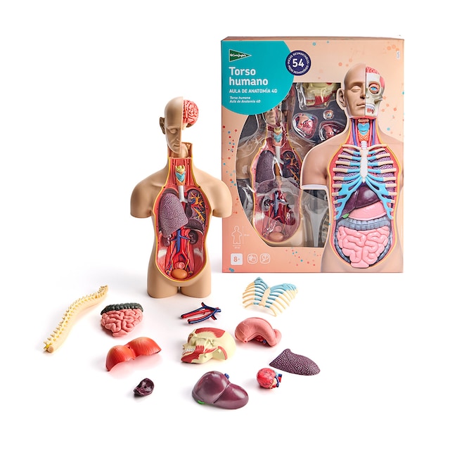 Torso humano Aula de Anatomía 4D El Corte Inglés