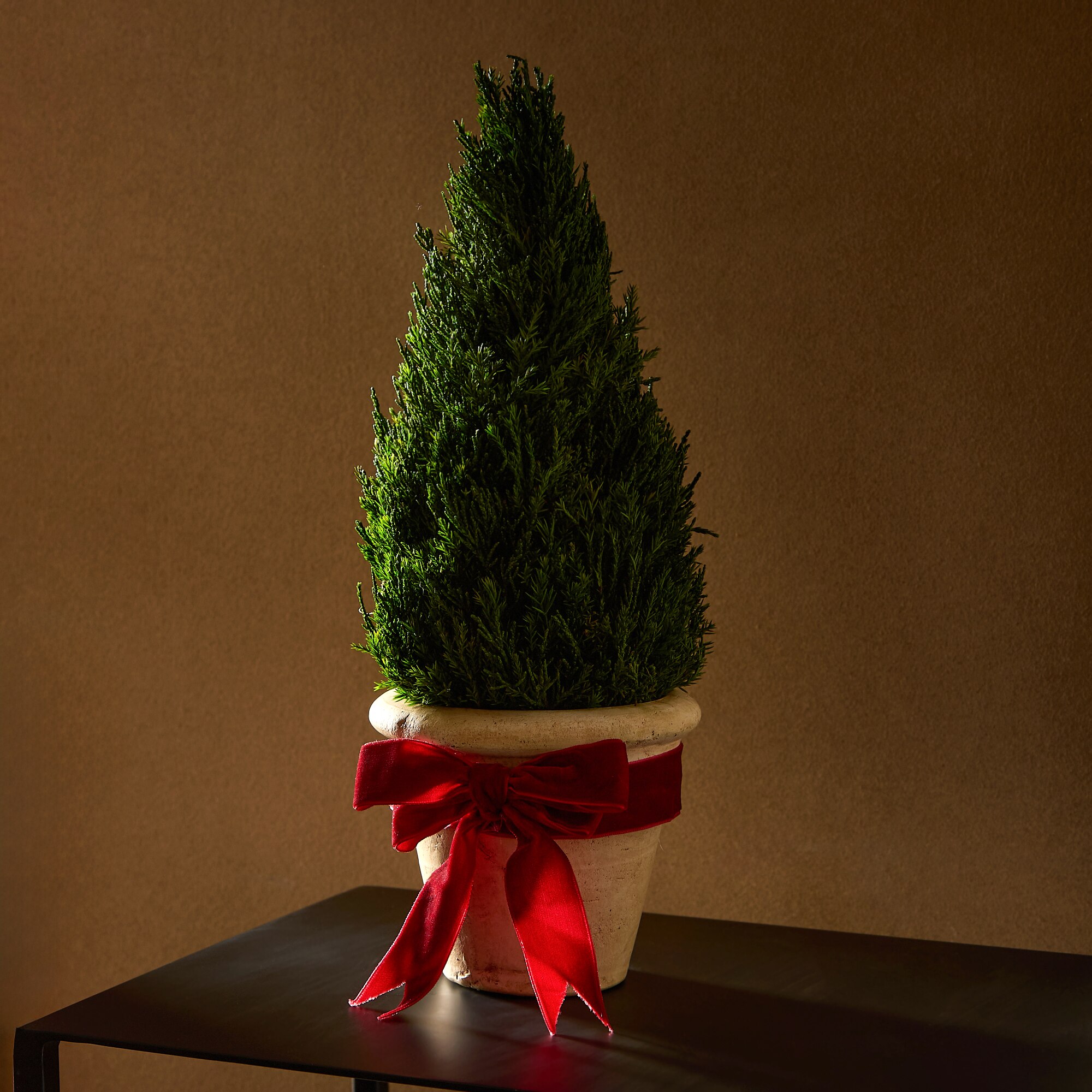Imagem 0 de Árvore de Natal Preservada Cipreste