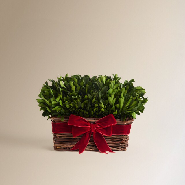 Imagem 0 de Planta de Buxo Preservado com Vaso de Rattan Natal