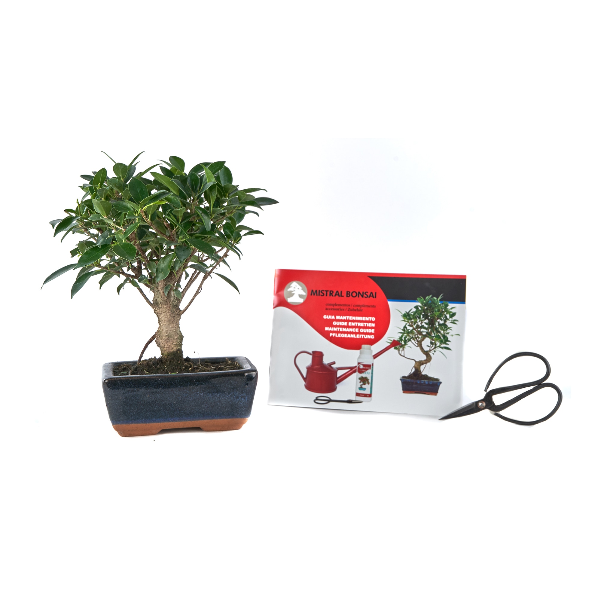 Bonsai de interior 5 aos  Mistral Bonsai  El Corte Ingls