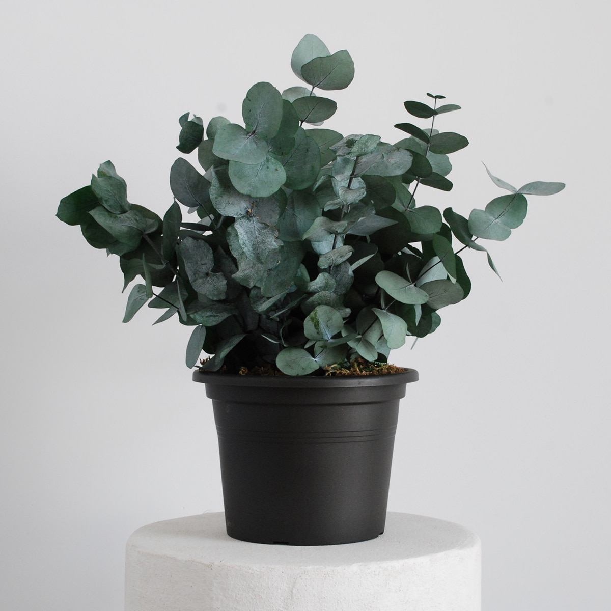 Imagen 0 de Planta Eucalipt