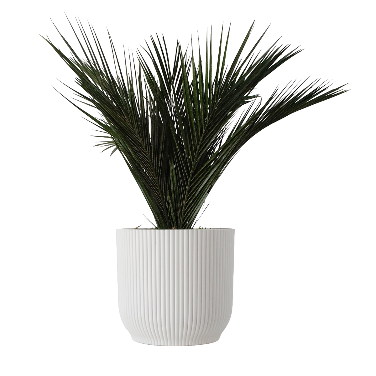 Imagen 0 de Palmera Robelli