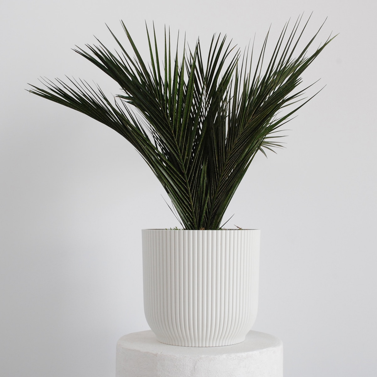 Palmera Robelli 2
