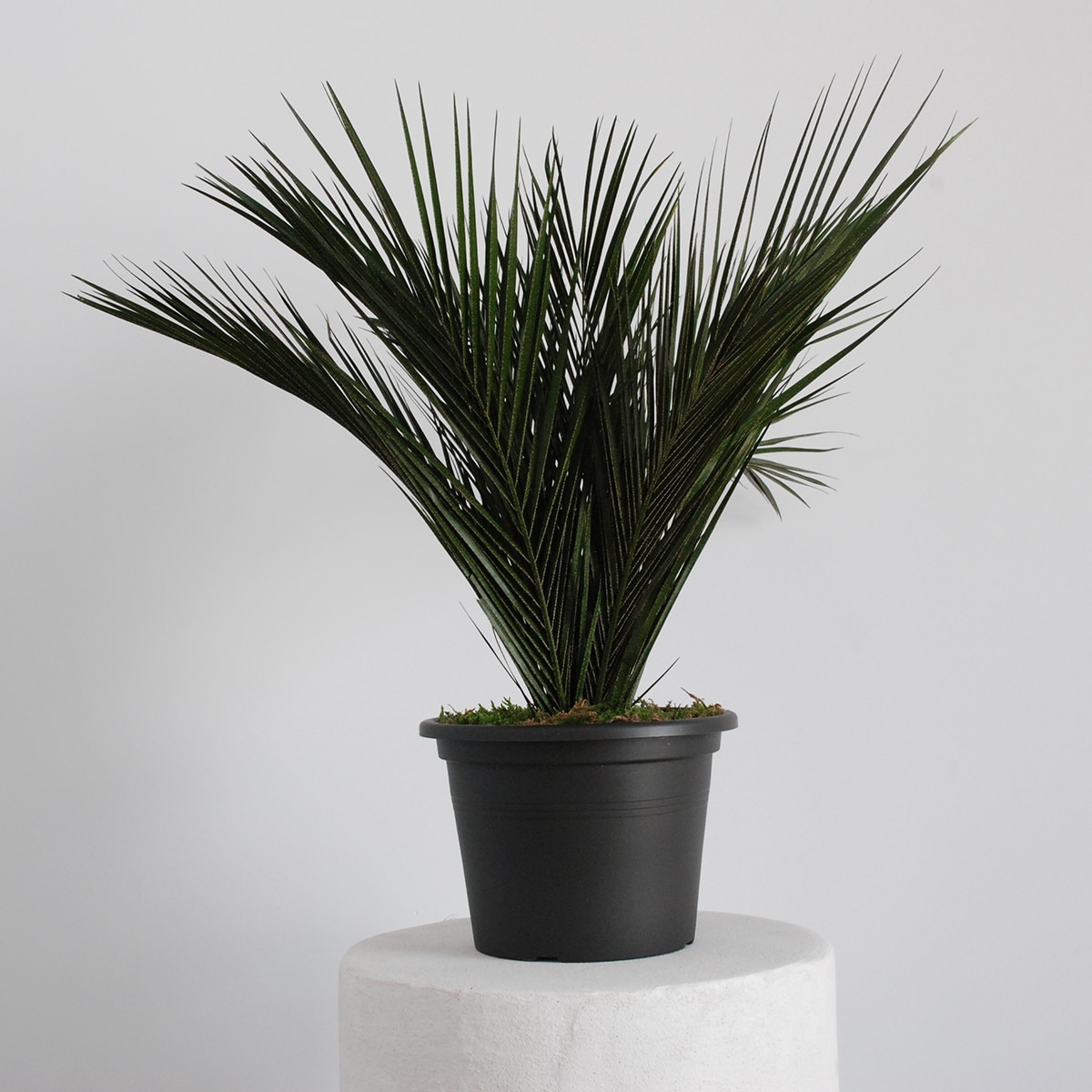 Palmera Robelli 3