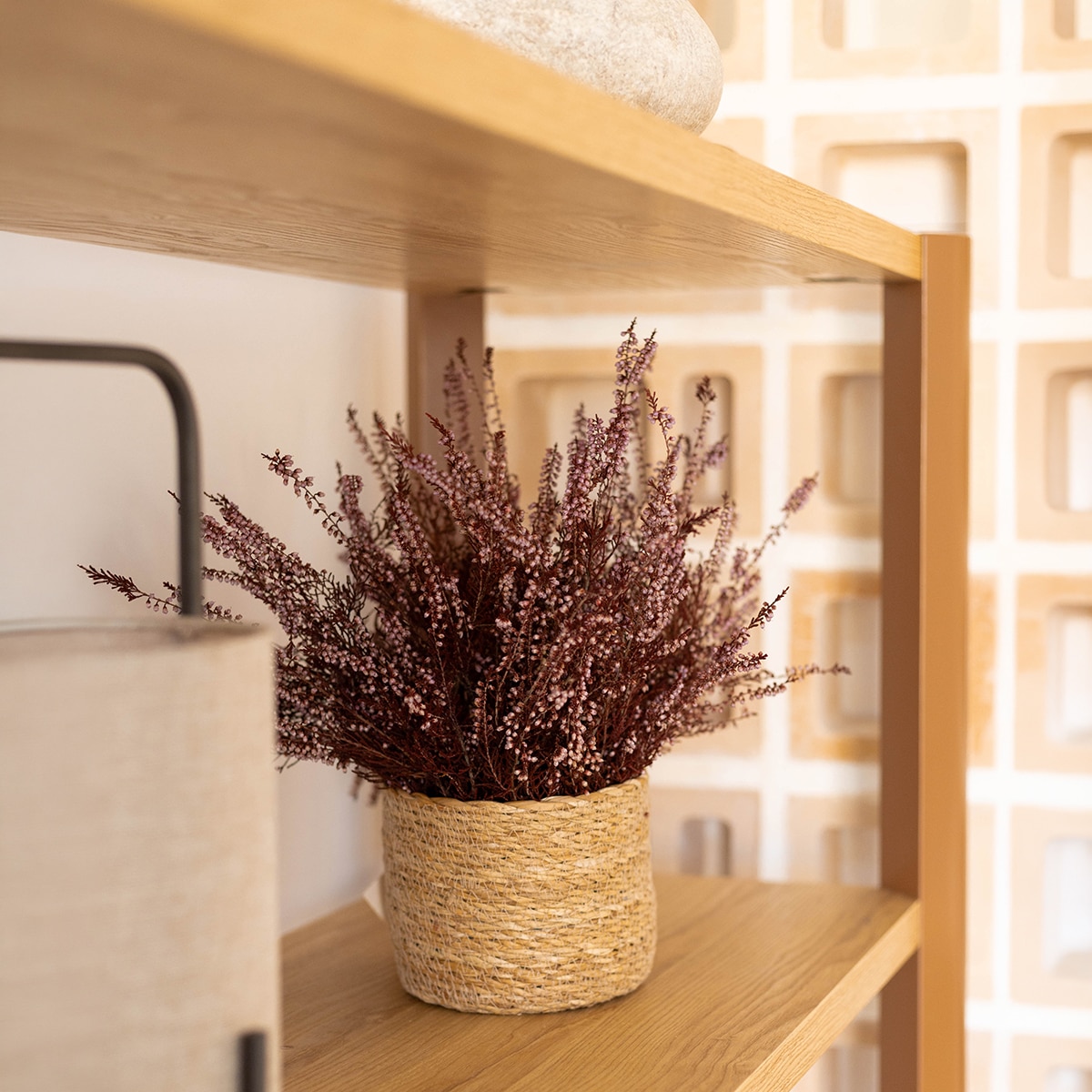 Planta Erica 4