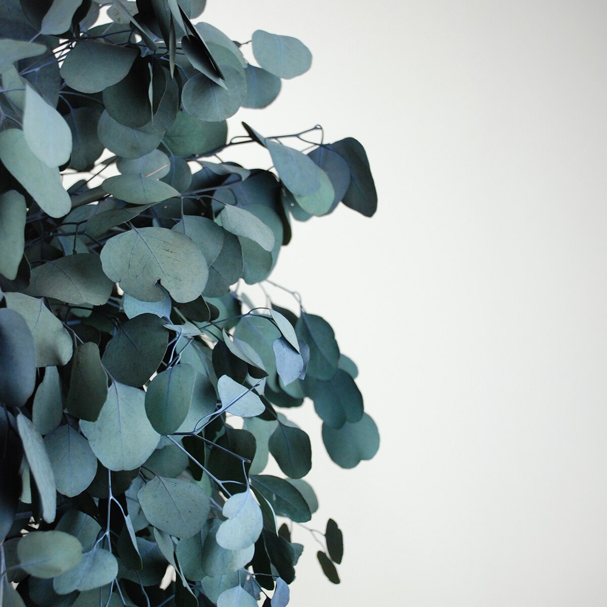 Populus Verde 2