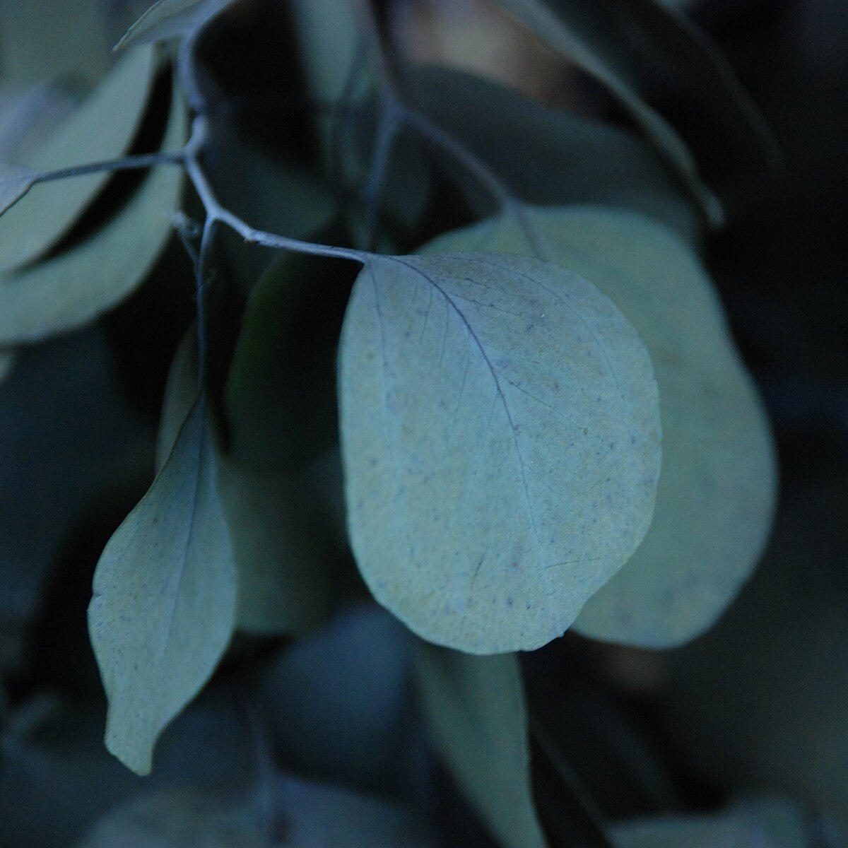 Populus Verde 3