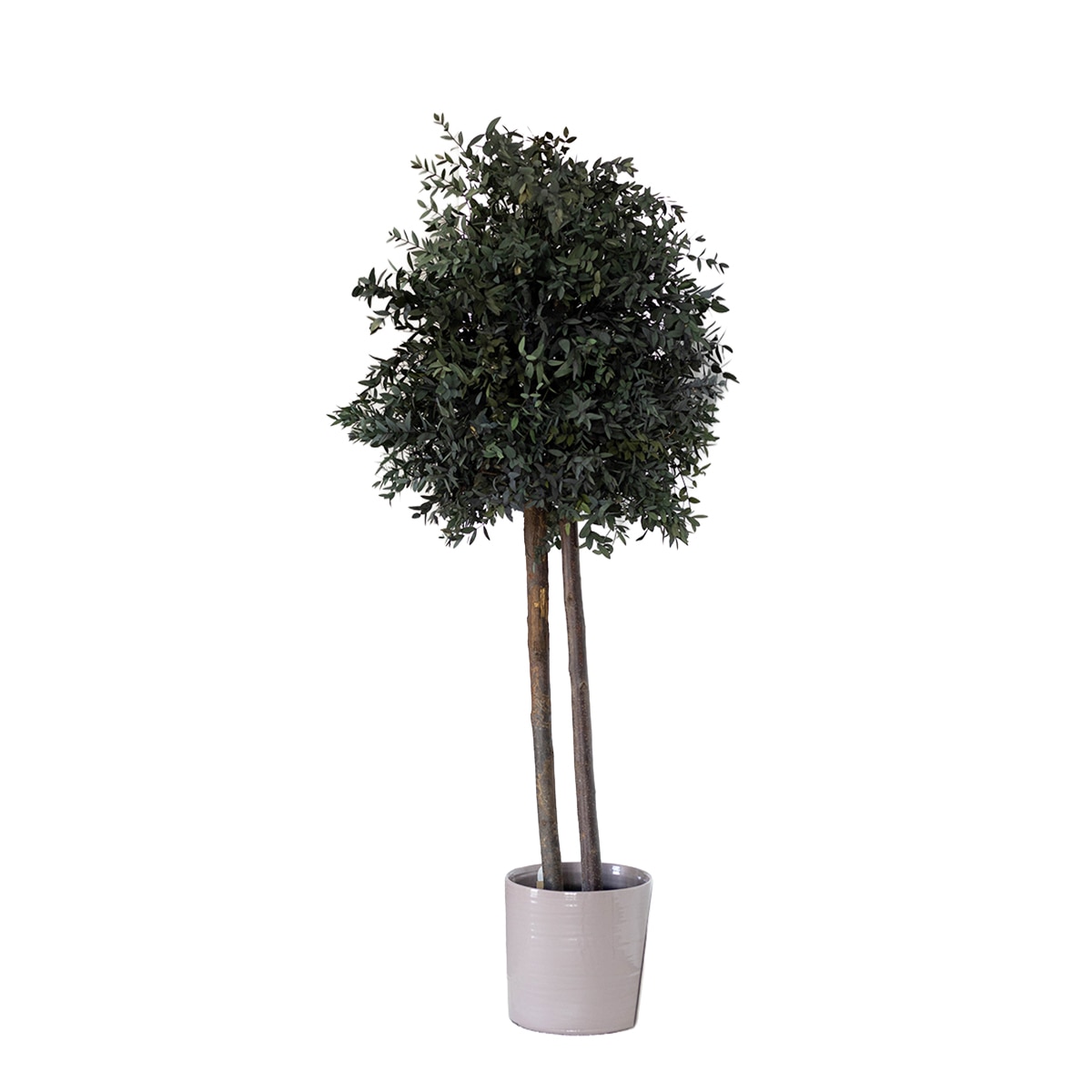 Imagem 0 de Parvifolia 150C