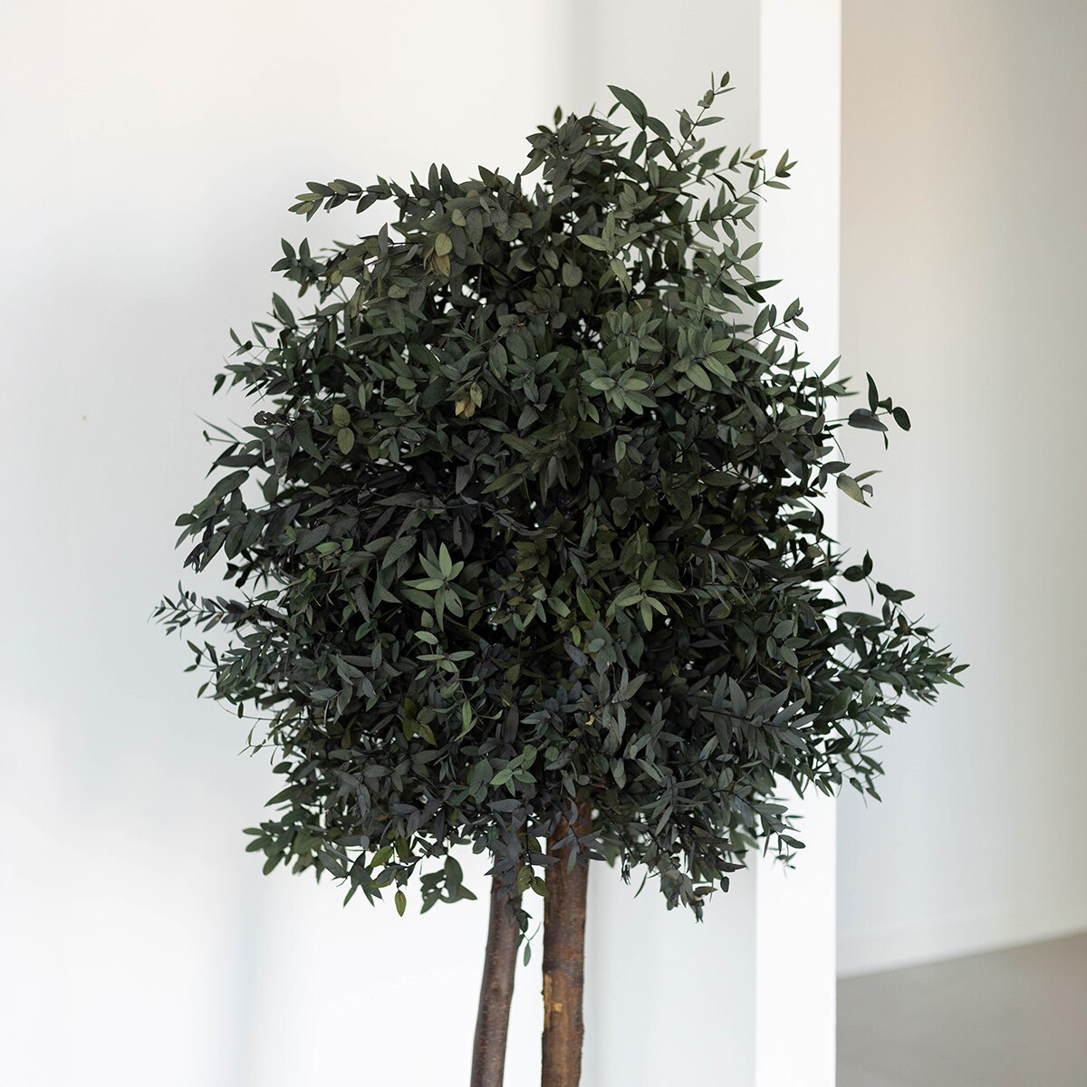 Parvifolia 150C 4