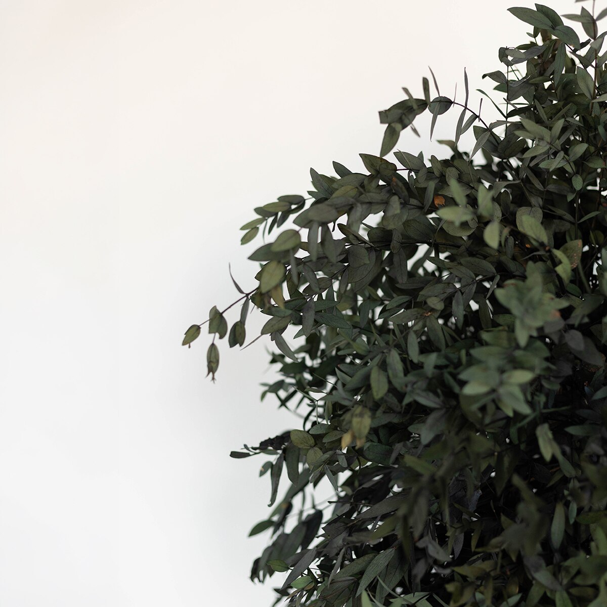 Parvifolia 150C 5