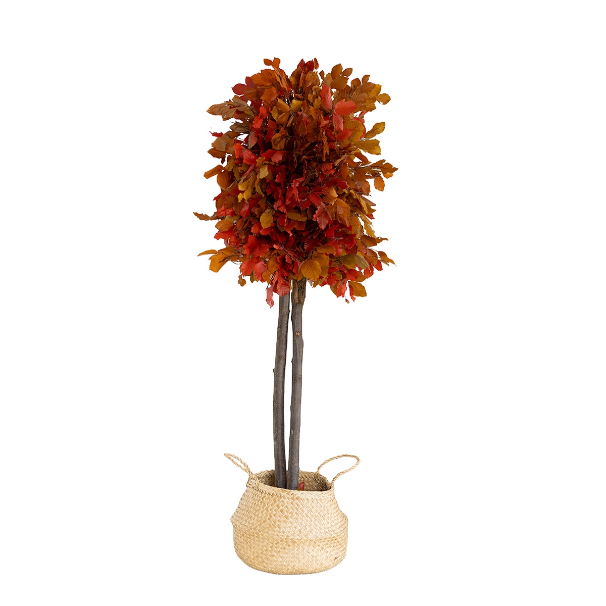 Imagem 0 de Fagus 150 cm