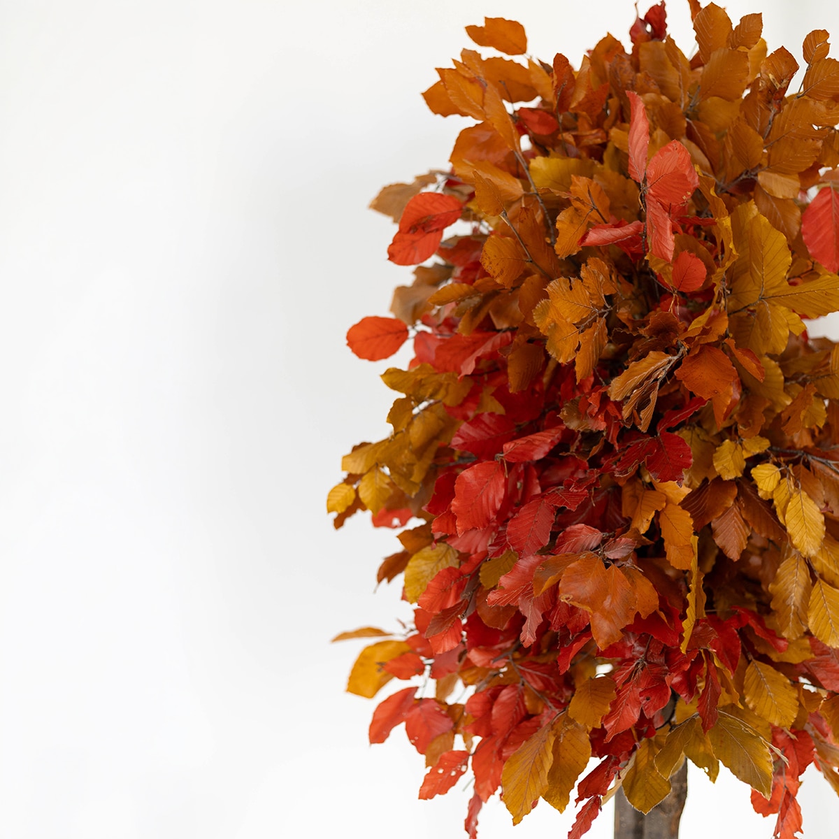 Fagus 150 cm 3