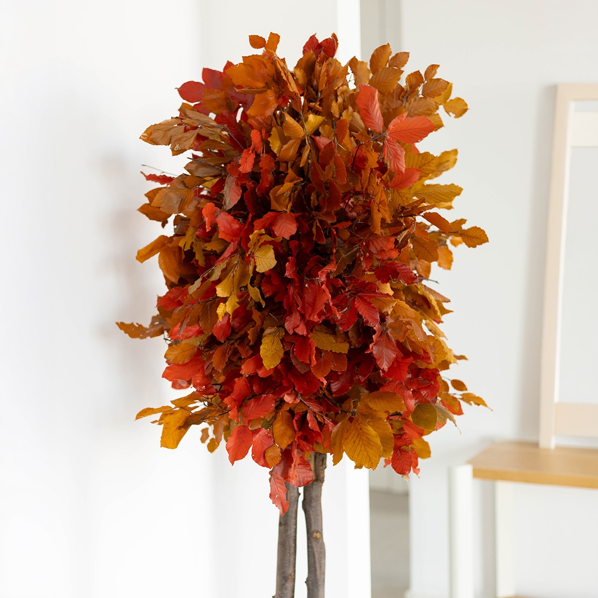Fagus 150 cm 5